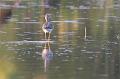Greater Yellowlegs 092008 247